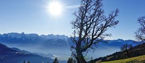 herrlich - die uralten Bäume auf der Alpe Plansott