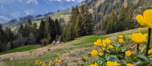 Sumpfdotterblumen nahe der Alpe Steris