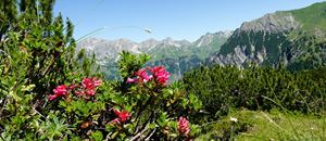 Alpenrosen bei der Alpe Matona im Gadental