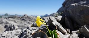 Auf über 2400 Metern Höhe, diese Schlüsselblume mitten im Fels